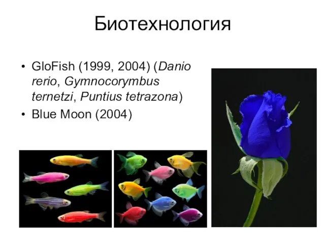 Биотехнология GloFish (1999, 2004) (Danio rerio, Gymnocorymbus ternetzi, Puntius tetrazona) Blue Moon (2004)