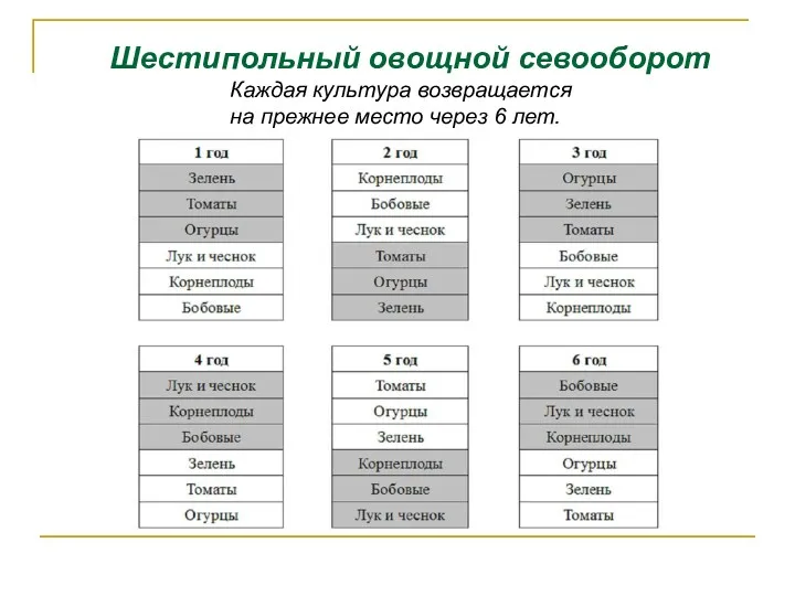 Шестипольный овощной севооборот Каждая культура возвращается на прежнее место через 6 лет.