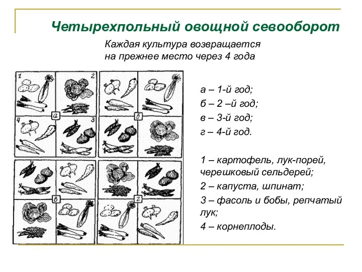 Четырехпольный овощной севооборот Каждая культура возвращается на прежнее место через