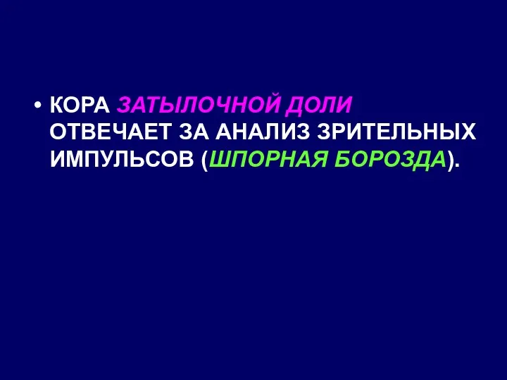 КОРА ЗАТЫЛОЧНОЙ ДОЛИ ОТВЕЧАЕТ ЗА АНАЛИЗ ЗРИТЕЛЬНЫХ ИМПУЛЬСОВ (ШПОРНАЯ БОРОЗДА).