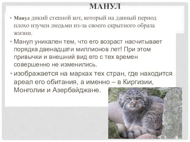 МАНУЛ Манул дикий степной кот, который на данный период плохо