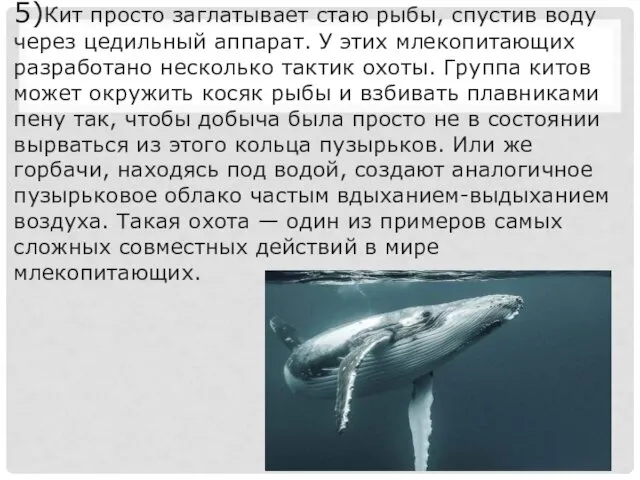 5)Кит просто заглатывает стаю рыбы, спустив воду через цедильный аппарат.