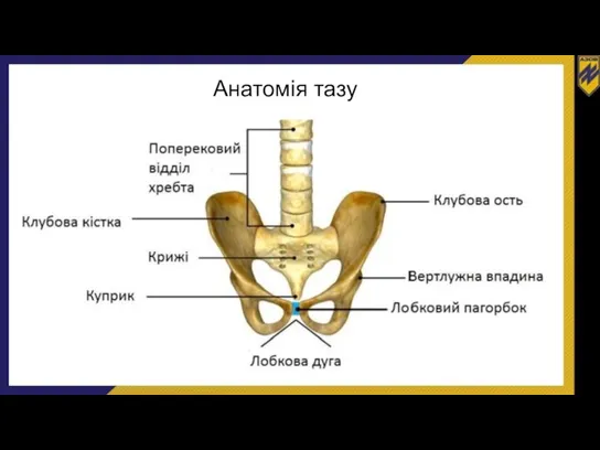 Анатомія тазу