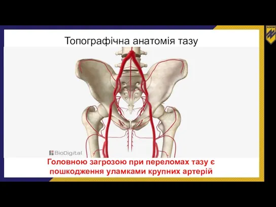 Топографічна анатомія тазу Головною загрозою при переломах тазу є пошкодження уламками крупних артерій