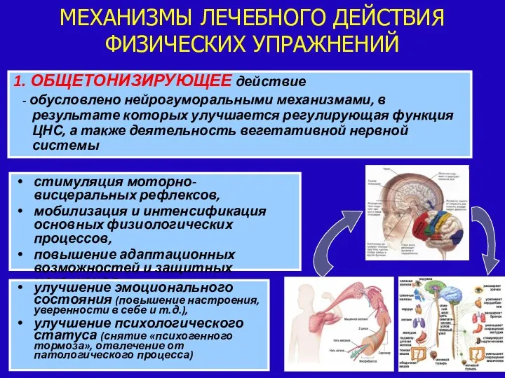 1. ОБЩЕТОНИЗИРУЮЩЕЕ действие - обусловлено нейрогуморальными механизмами, в результате которых