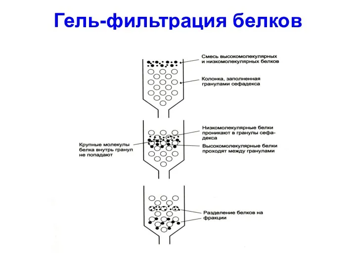 Гель-фильтрация белков