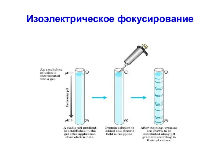 Изоэлектрическое фокусирование