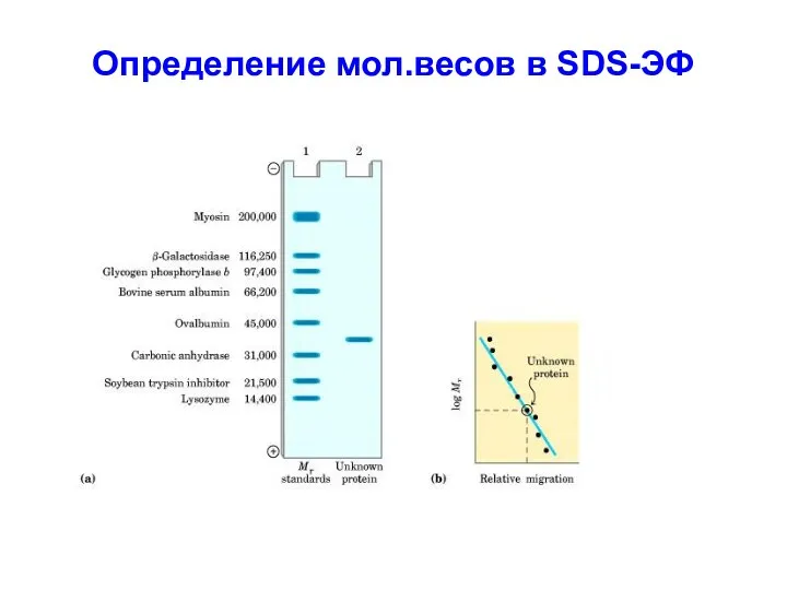 Определение мол.весов в SDS-ЭФ