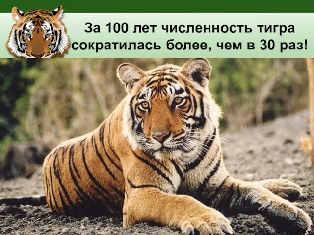 За 100 лет численность тигра сократилась более, чем в 30 раз!