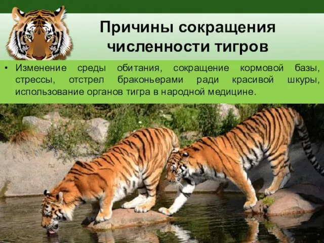 Причины сокращения численности тигров Изменение среды обитания, сокращение кормовой базы,