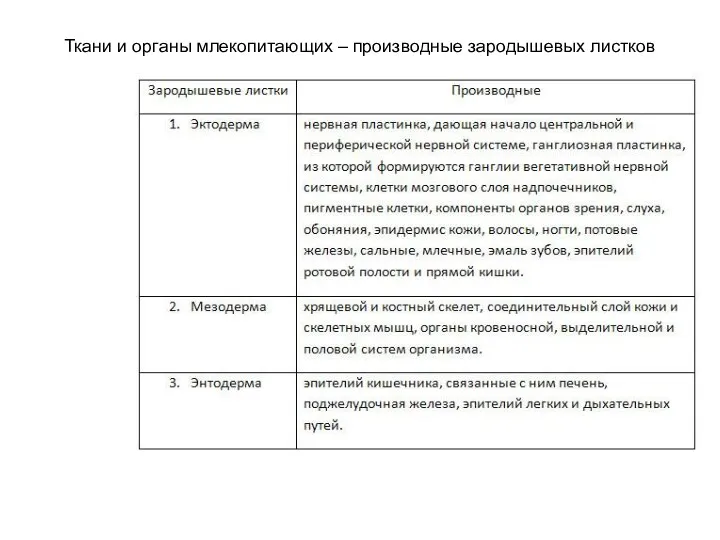 Ткани и органы млекопитающих – производные зародышевых листков