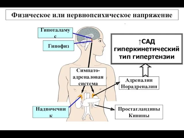 Физическое или нервнопсихическое напряжение Симпато- адреналовая система Адреналин Норадреналин Простагландины