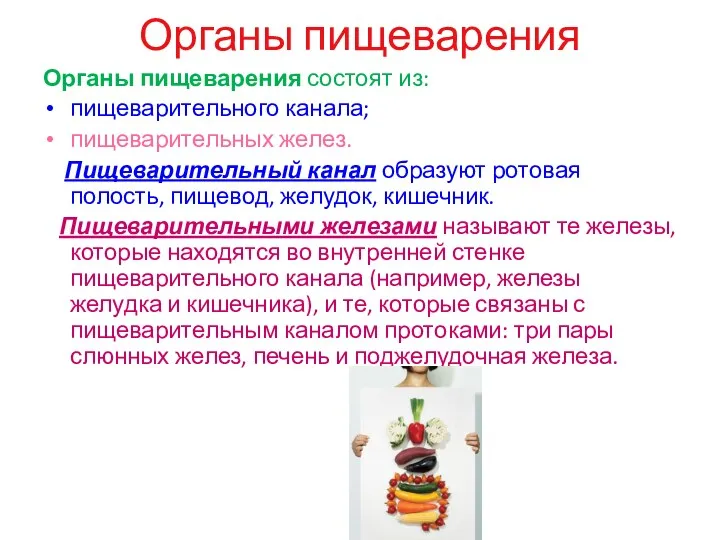 Органы пищеварения Органы пищеварения состоят из: пищеварительного канала; пищеварительных желез.