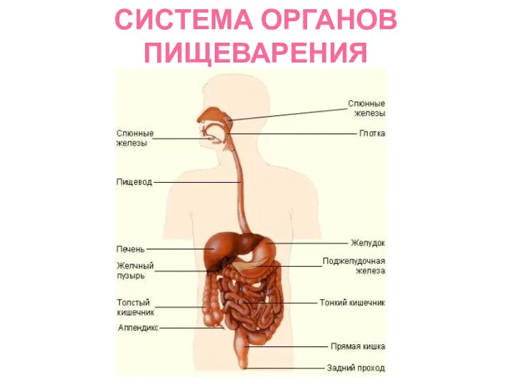 СИСТЕМА ОРГАНОВ ПИЩЕВАРЕНИЯ