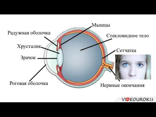 Роговая оболочка Радужная оболочка Зрачок Хрусталик Мышцы Стекловидное тело Сетчатка Нервные окончания