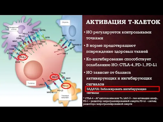 АКТИВАЦИЯ Т-КЛЕТОК ИО регулируется контрольными точками В норме предотвращают повреждение здоровых тканей Ко-ингибирование