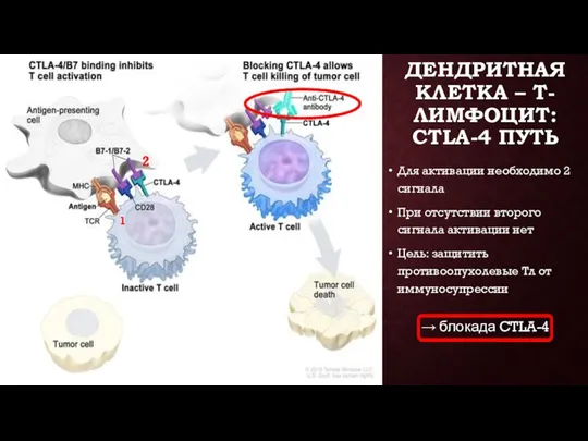 ДЕНДРИТНАЯ КЛЕТКА – Т-ЛИМФОЦИТ: CTLA-4 ПУТЬ Для активации необходимо 2 сигнала При отсутствии