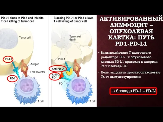 АКТИВИРОВАННЫЙ ЛИМФОЦИТ – ОПУХОЛЕВАЯ КЛЕТКА: ПУТЬ PD1-PD-L1 Взаимодействие Т-клеточного рецептора PD-1 и опухолевого