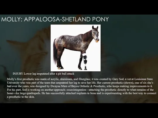 MOLLY: APPALOOSA-SHETLAND PONY INJURY Lower leg amputated after a pit