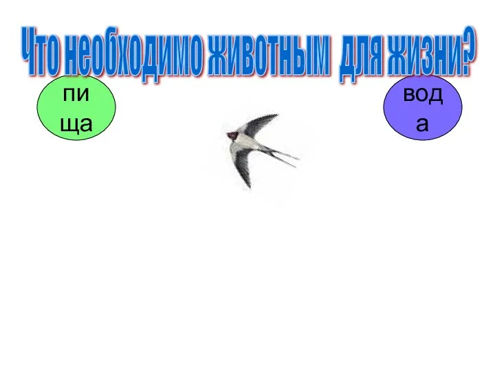 вода пища Что необходимо животным для жизни?