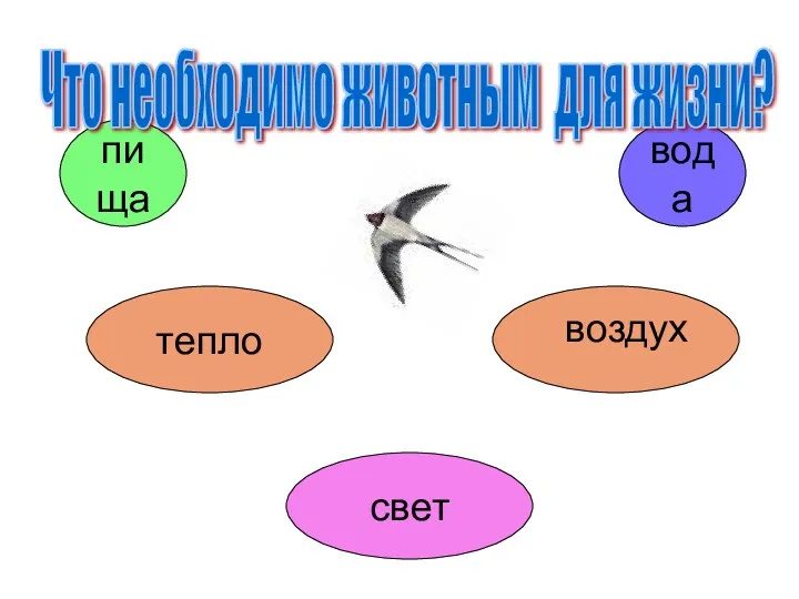 вода тепло свет пища Что необходимо животным для жизни?