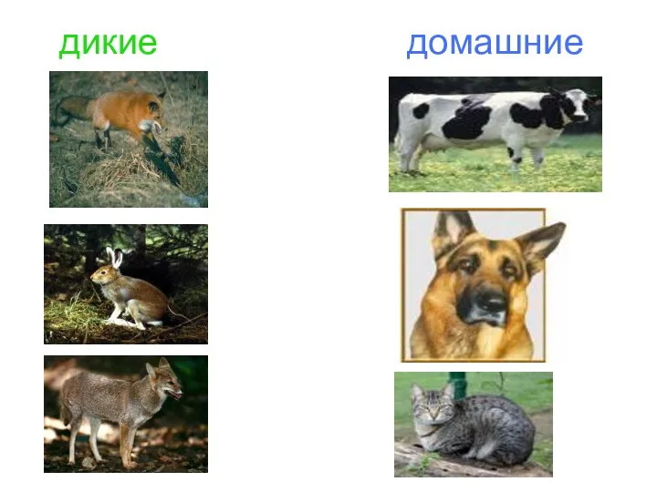 дикие домашние