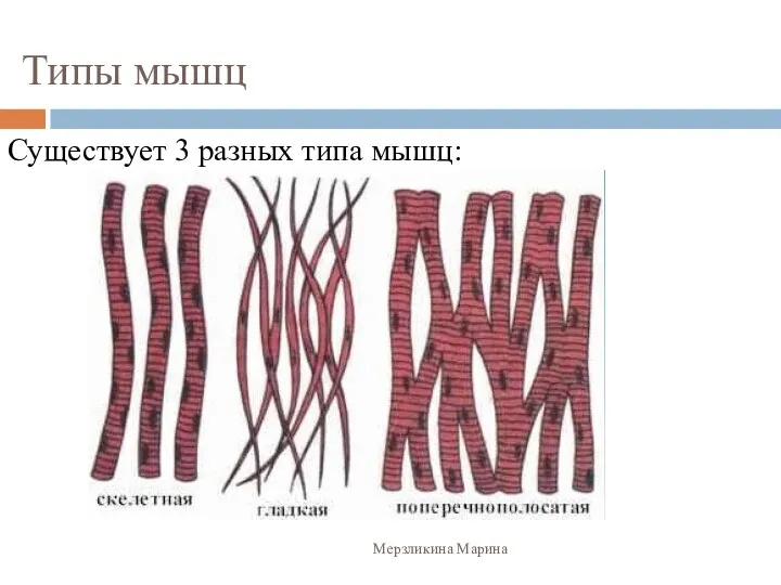 Типы мышц Существует 3 разных типа мышц: Мерзликина Марина