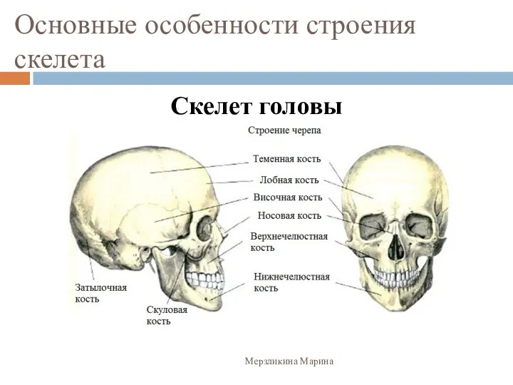 Основные особенности строения скелета Скелет головы Мерзликина Марина