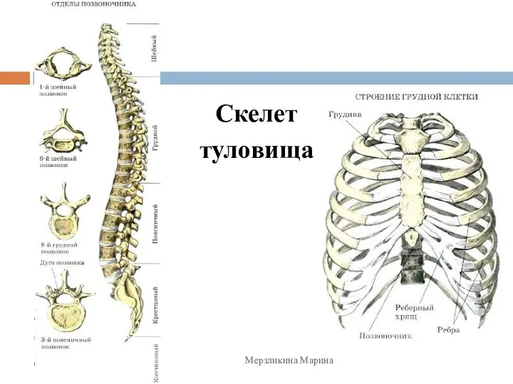 Скелет туловища Мерзликина Марина