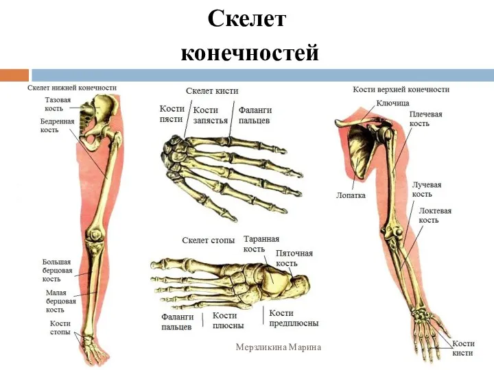 Скелет конечностей Мерзликина Марина