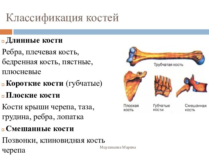 Классификация костей Длинные кости Ребра, плечевая кость, бедренная кость, пястные,