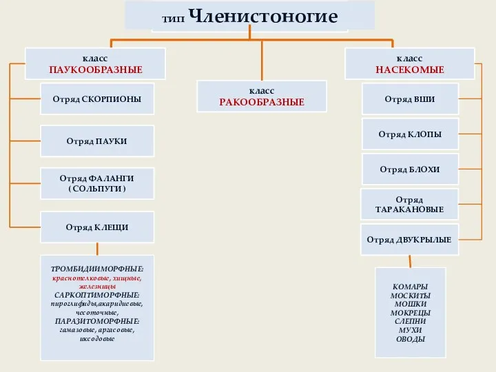 Тип Членистоногие