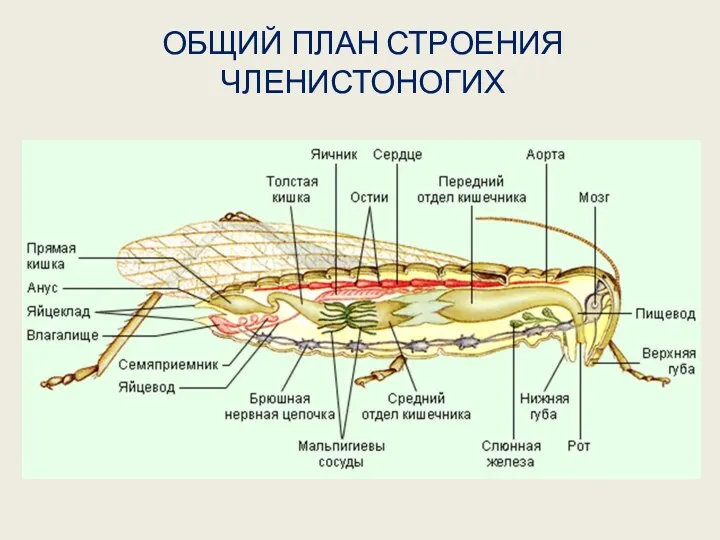 ОБЩИЙ ПЛАН СТРОЕНИЯ ЧЛЕНИСТОНОГИХ