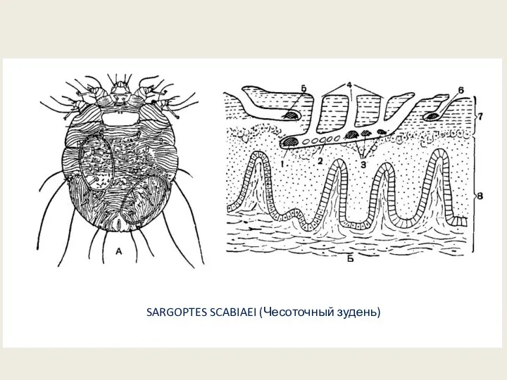 SARGOPTES SCABIAEI (Чесоточный зудень)