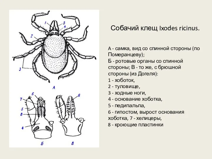 Собачий клещ Ixodes ricinus. A - самка, вид со спинной