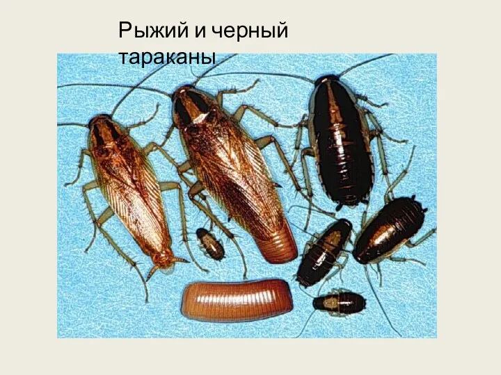 Рыжий и черный тараканы