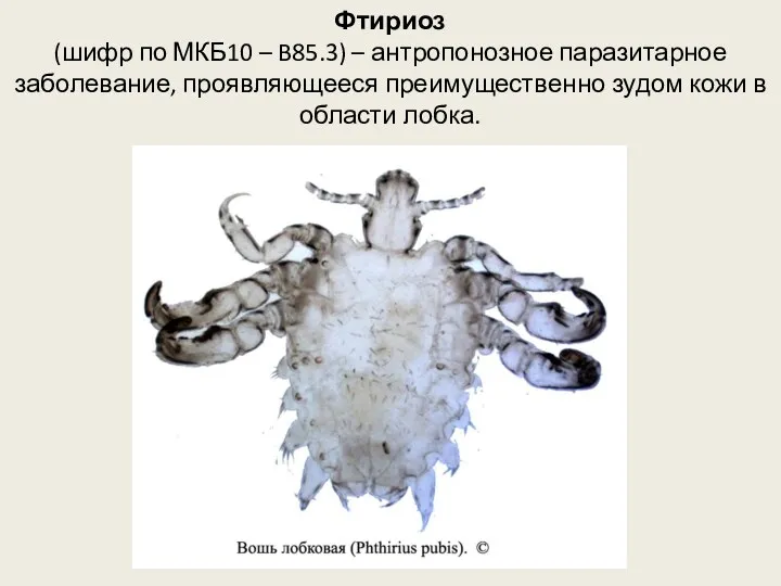 Фтириоз (шифр по МКБ10 – B85.3) – антропонозное паразитарное заболевание,