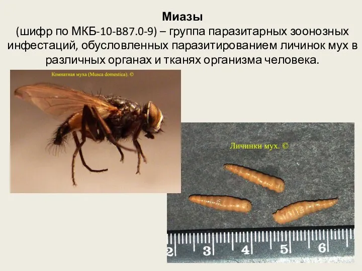 Миазы (шифр по МКБ-10-B87.0-9) – группа паразитарных зоонозных инфестаций, обусловленных