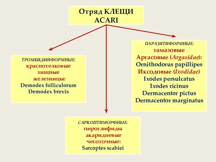 Отряд КЛЕЩИ ACARI САРКОПТИМОРФНЫЕ: пироглифиды акаридиевые чесоточные: Sarcoptes scabiei ТРОМБИДИИФОРМНЫЕ: