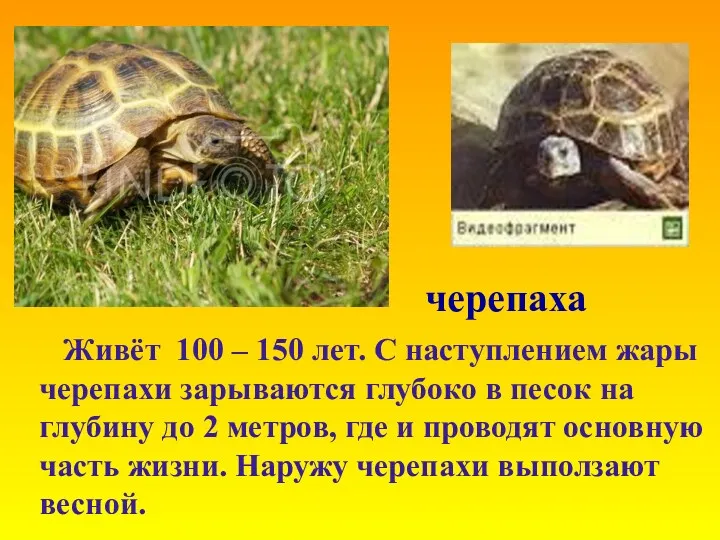 черепаха Живёт 100 – 150 лет. С наступлением жары черепахи