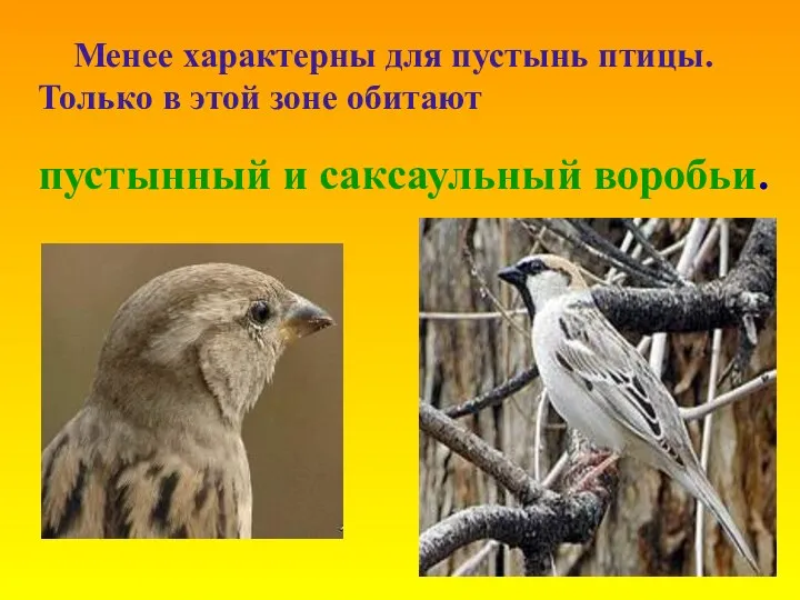 Менее характерны для пустынь птицы. Только в этой зоне обитают пустынный и саксаульный воробьи.