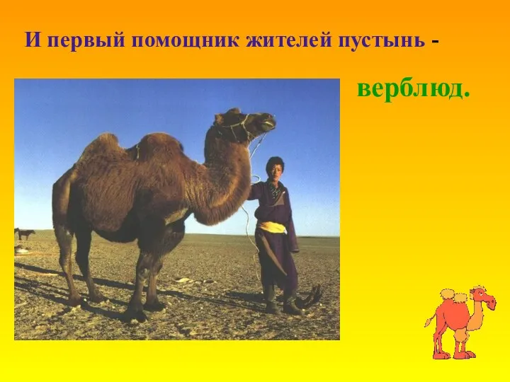 И первый помощник жителей пустынь - верблюд.