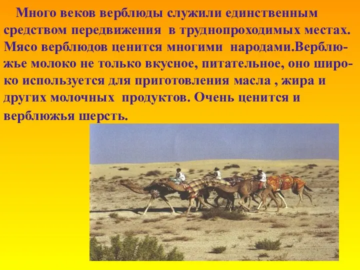 Много веков верблюды служили единственным средством передвижения в труднопроходимых местах.