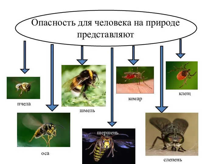 Опасность для человека на природе представляют пчела оса шмель шершень слепень клещ комар