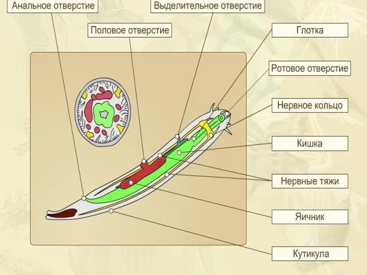 ВНУТРЕННЕЕ СТРОЕНИЕ АСКАРИДЫ