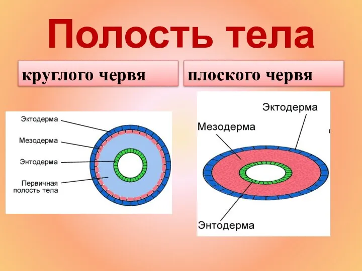 Полость тела круглого червя плоского червя