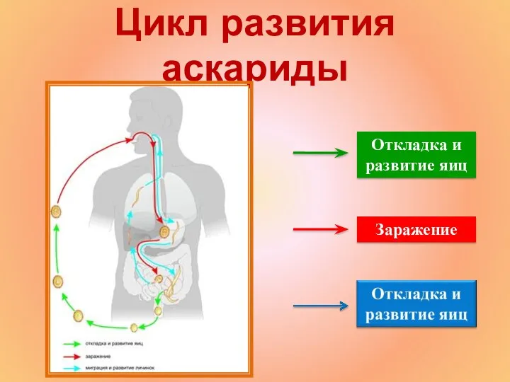 Цикл развития аскариды