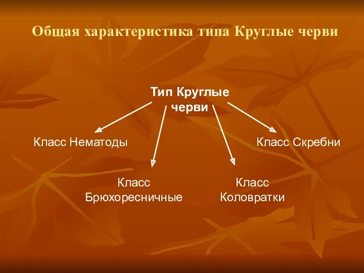 Общая характеристика типа Круглые черви