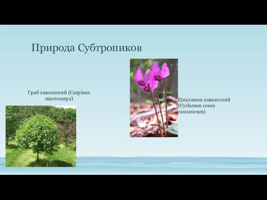 Природа Субтропиков Граб кавказский (Carpinus macrocarpa) Цикламен кавказский (Cyclamen coum caucasicum)