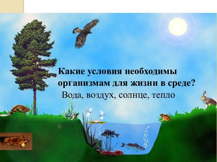 Какие условия необходимы организмам для жизни в среде? Вода, воздух, солнце, тепло